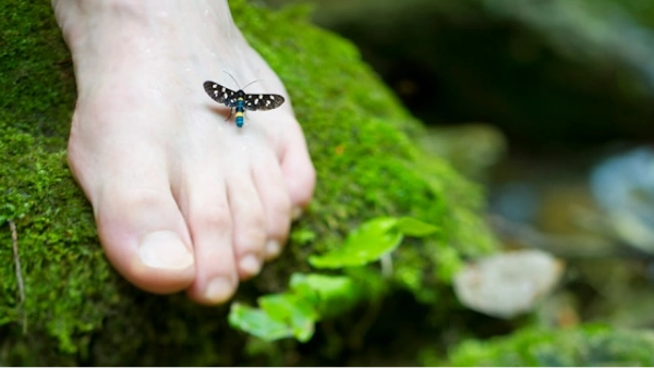 Un papillon sur un pied.